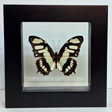 Load image into Gallery viewer, Malachite Butterfly Shadow Box Frame
