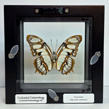 Load image into Gallery viewer, Malachite Butterfly Shadow Box Frame
