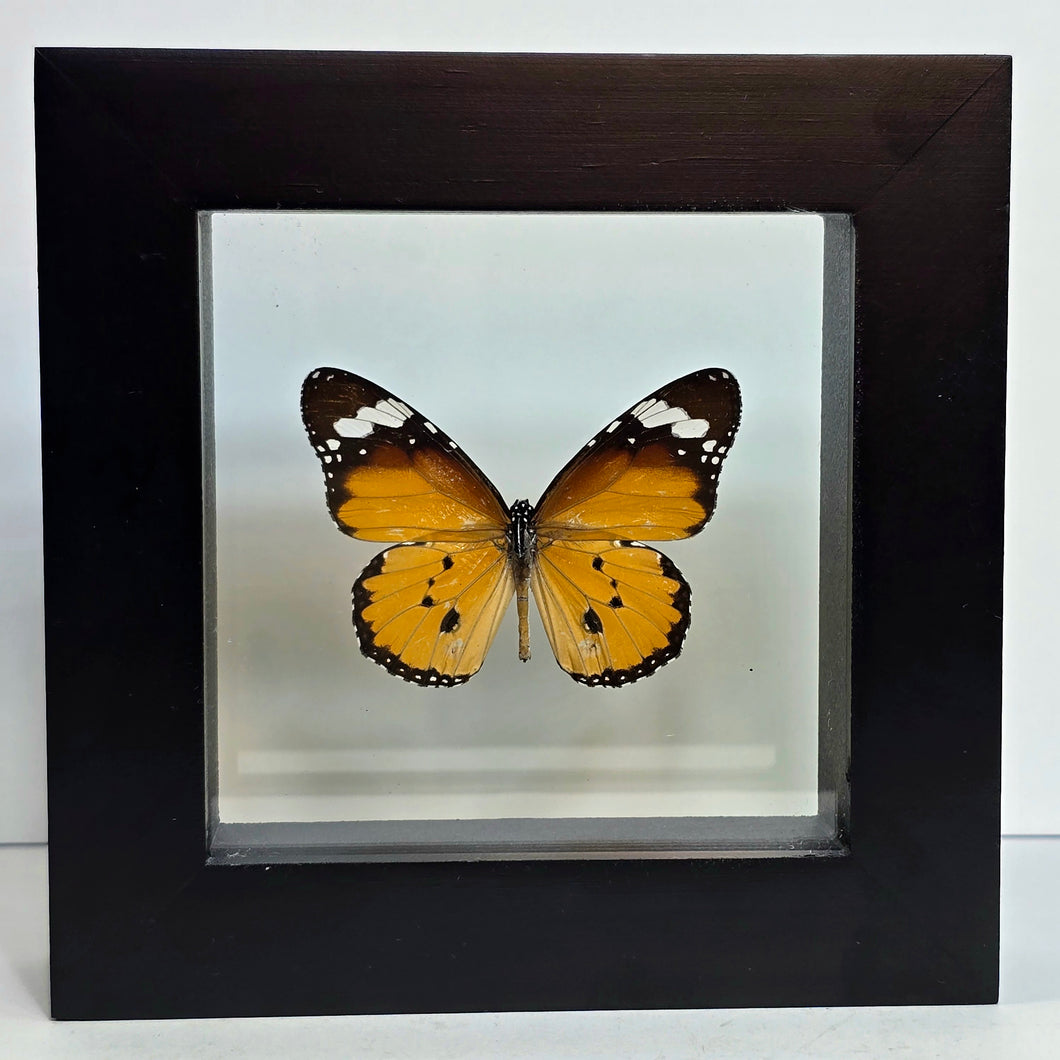 African Monarch Butterfly Shadow Box Frame
