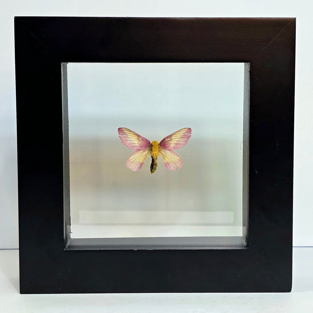 Rosy Maple Moth Shadow Box Frame