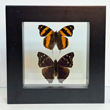 Load image into Gallery viewer, Hubner’s Banner Butterfly &amp; Agathina Emperor Butterfly Pair Shadow Box Frame
