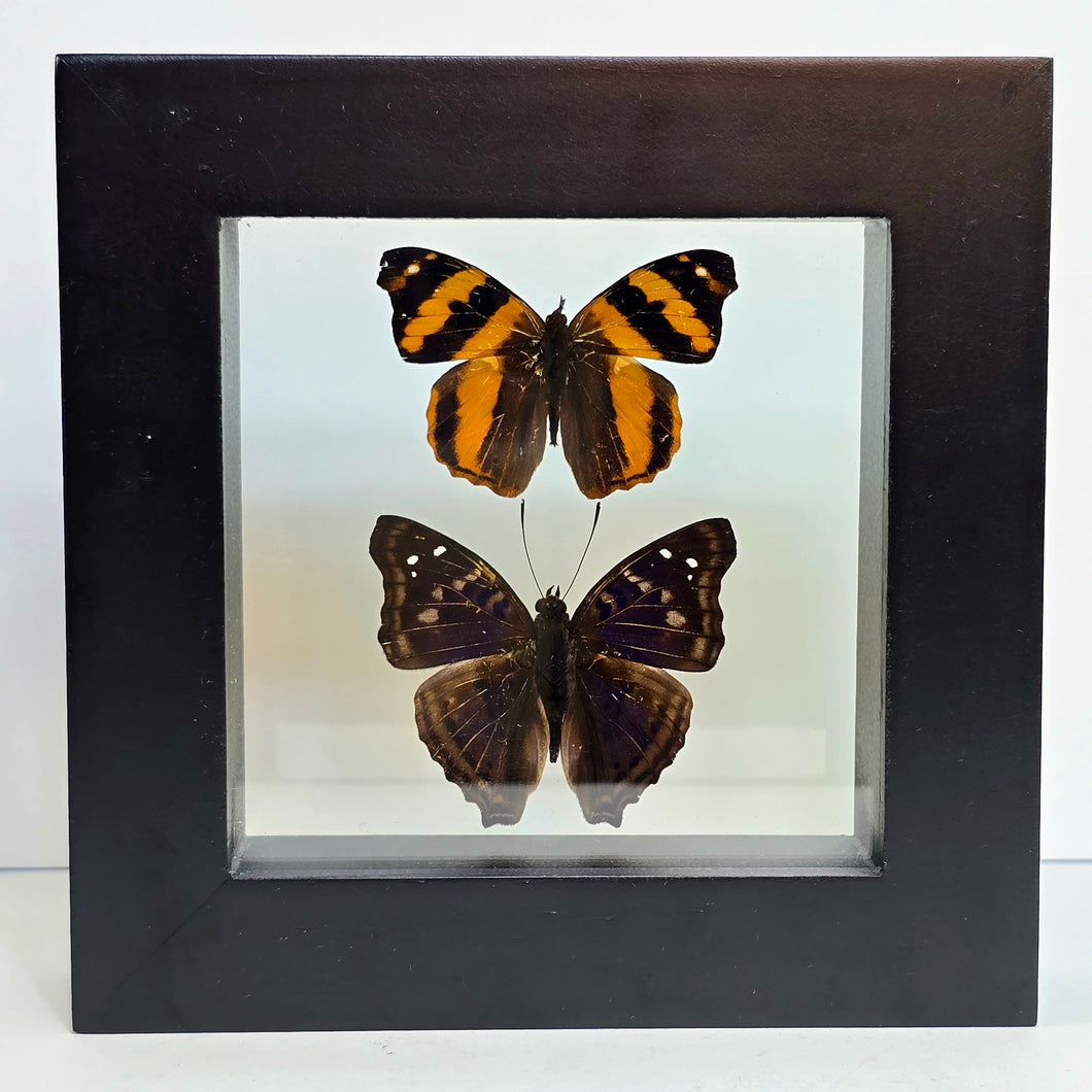 Hubner’s Banner Butterfly & Agathina Emperor Butterfly Pair Shadow Box Frame