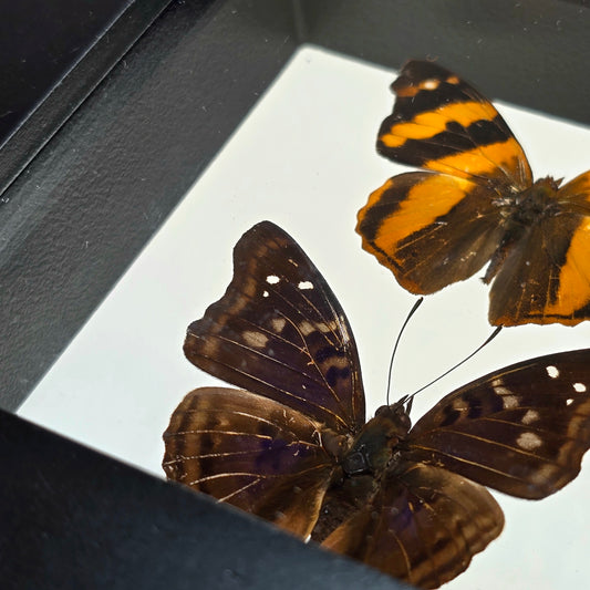Hubner’s Banner Butterfly & Agathina Emperor Butterfly Pair Shadow Box Frame