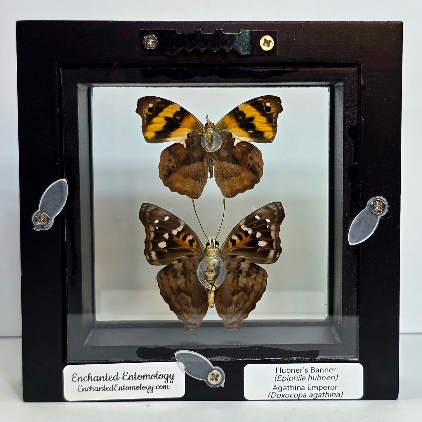 Hubner’s Banner Butterfly & Agathina Emperor Butterfly Pair Shadow Box Frame