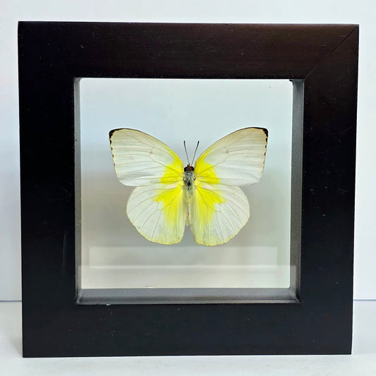 Common Emigrant Butterfly Shadow Box Frame