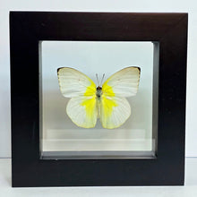 Load image into Gallery viewer, Common Emigrant Butterfly Shadow Box Frame
