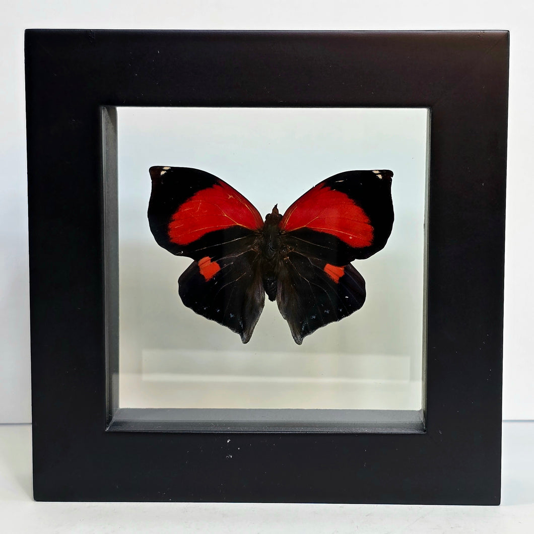 Scarlet Leafwing Butterfly Shadow Box Frame