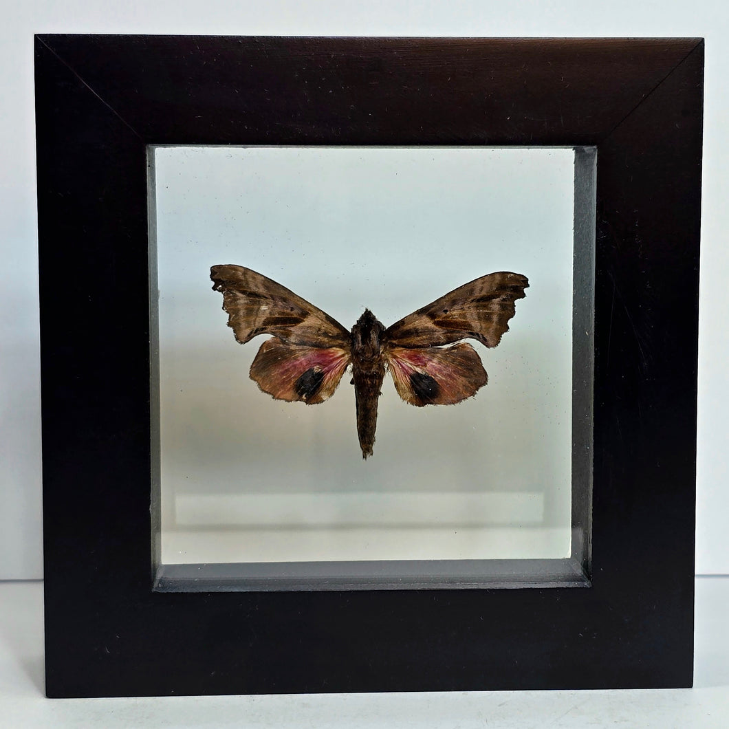 One-eyed Sphinx Moth Shadow Box Frame