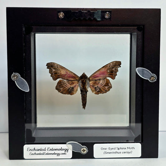 One-eyed Sphinx Moth Shadow Box Frame