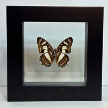 Load image into Gallery viewer, Elissa Page Butterfly Shadow Box Frame
