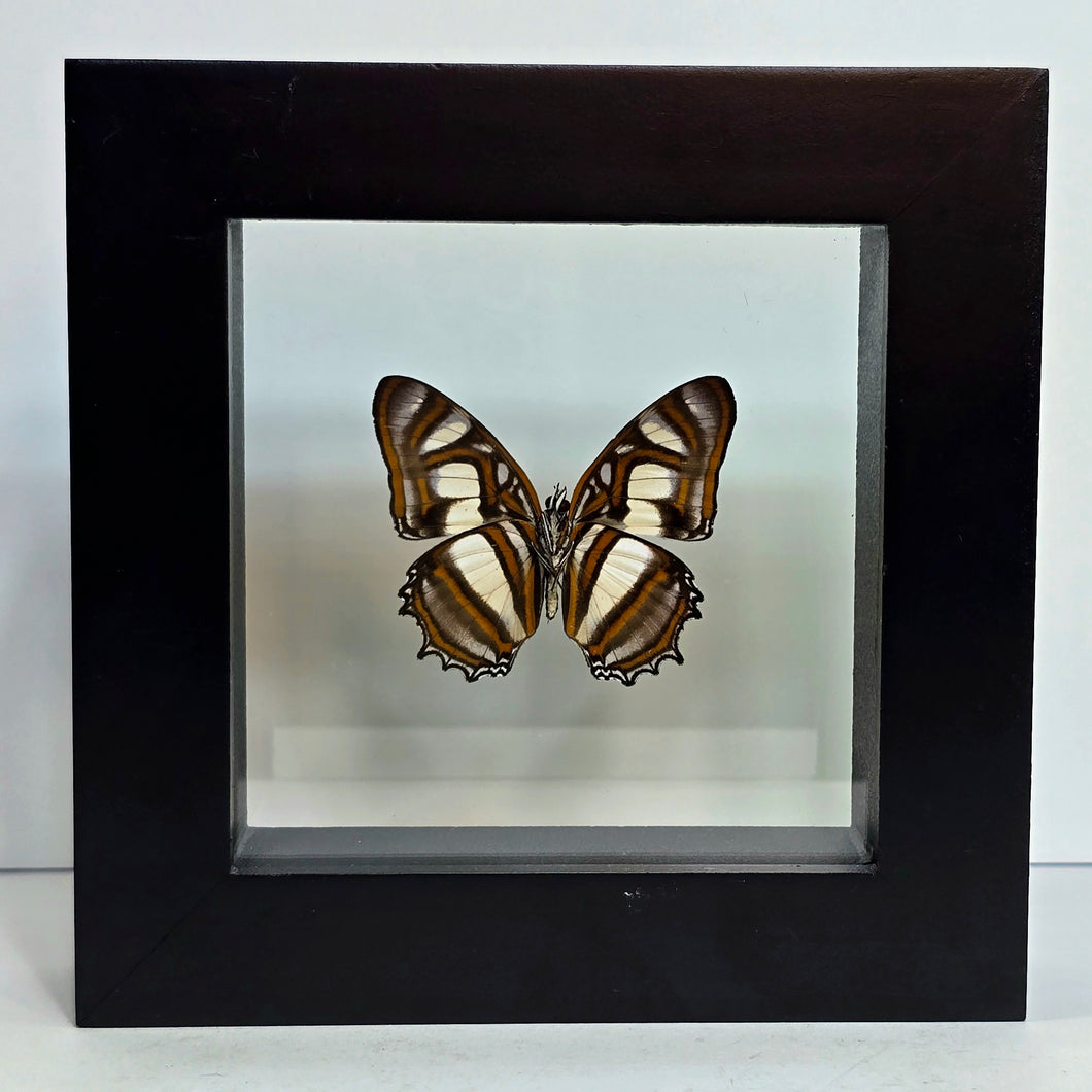 Elissa Page Butterfly Shadow Box Frame