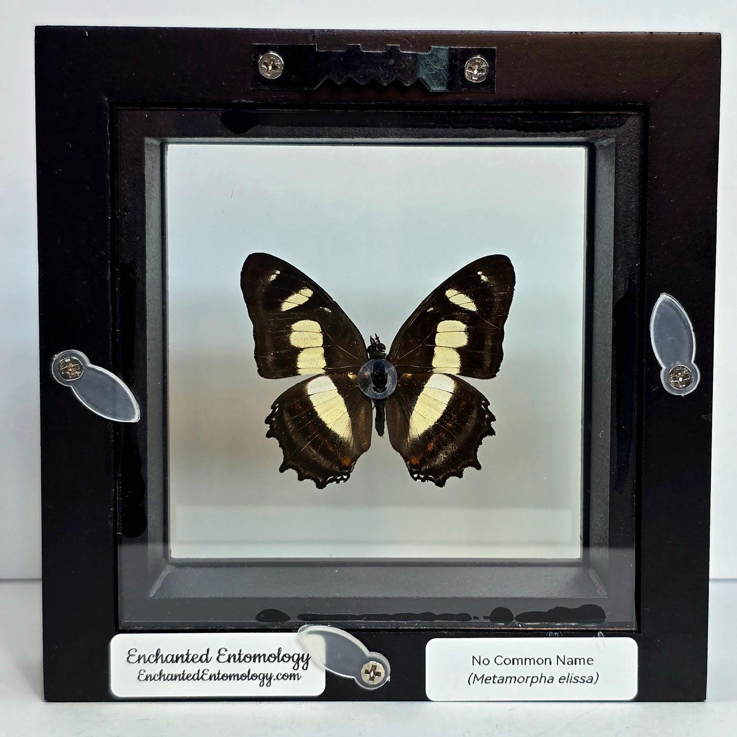 Elissa Page Butterfly Shadow Box Frame