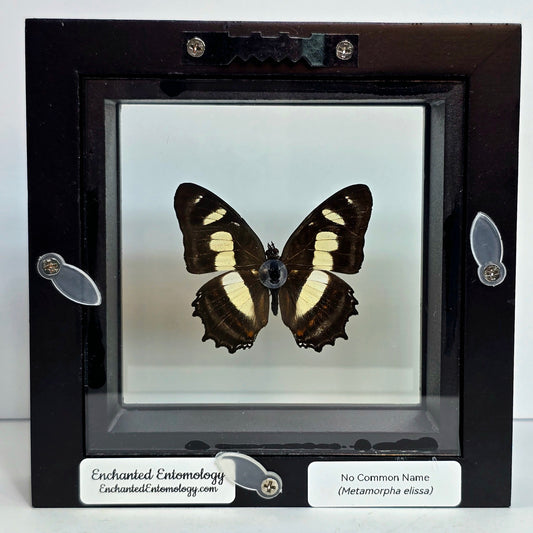 Elissa Page Butterfly Shadow Box Frame
