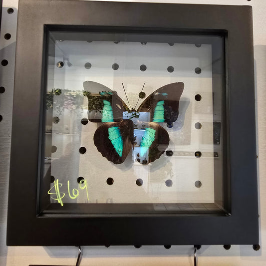 White Spotted Prepona Butterfly Shadow Box Frame