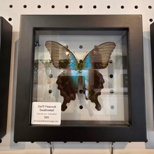 Swift Peacock Swallowtail Butterfly Shadow Box Frame
