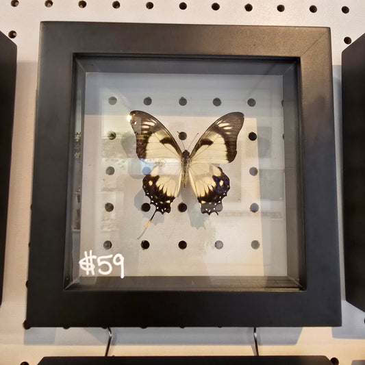 Dolicaon Kite Swallowtail Butterfly Shadow Box Frame