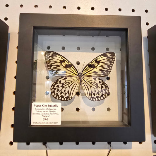 Paper Kite Butterfly Shadow Box Frame