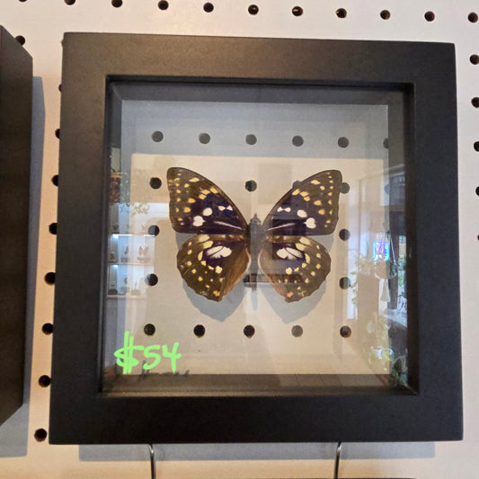 Japanese Emperor Butterfly Shadow Box Frame