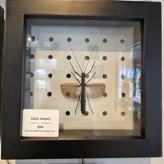 Stick Insect Shadow Box Frame