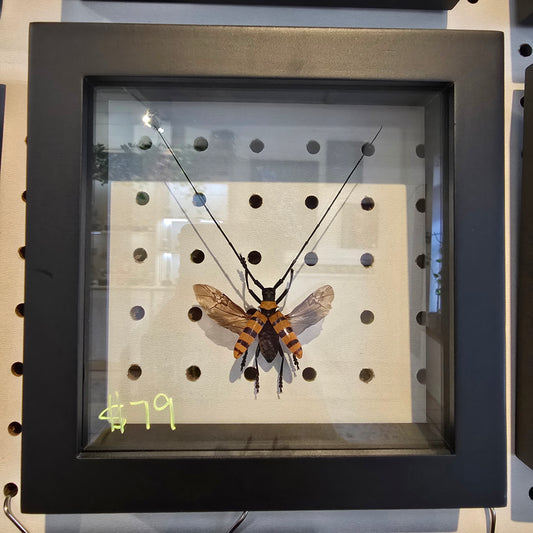 Longhorn Beetle Shadow Box Frame