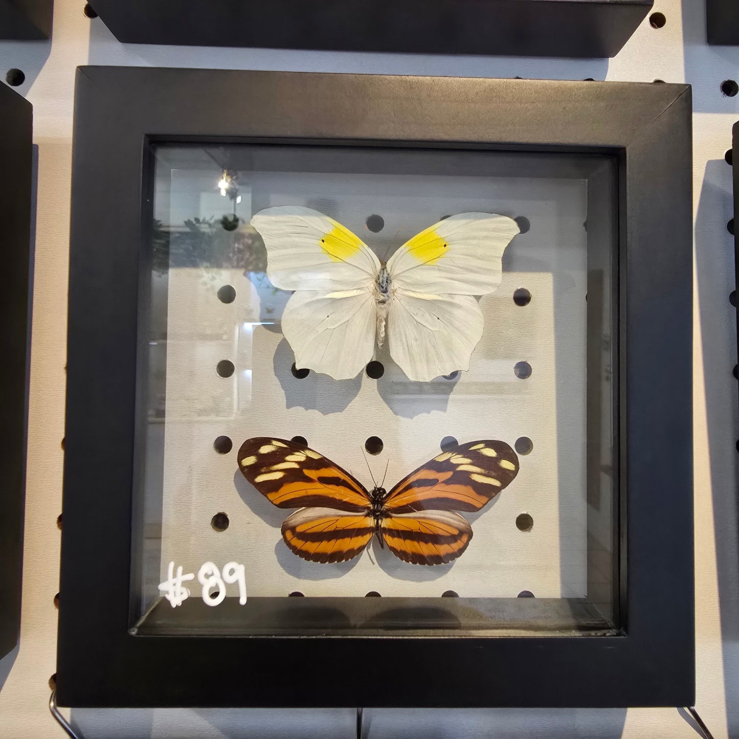 White-Angled Sulfur & Isabella's Longwing Butterfly Shadow Box Frame