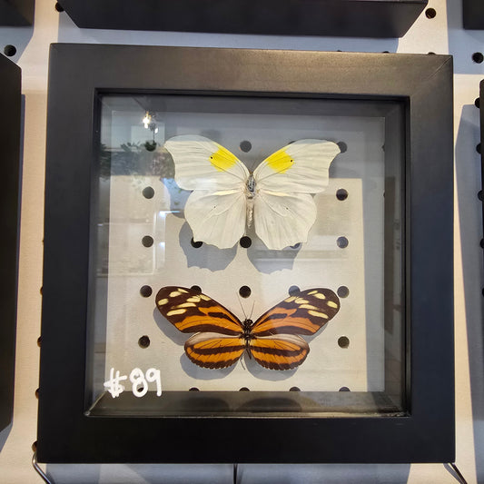 White-Angled Sulfur & Isabella's Longwing Butterfly Shadow Box Frame