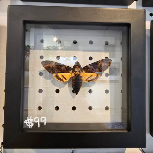 Greater Death's-Head Moth Shadow Box Frame