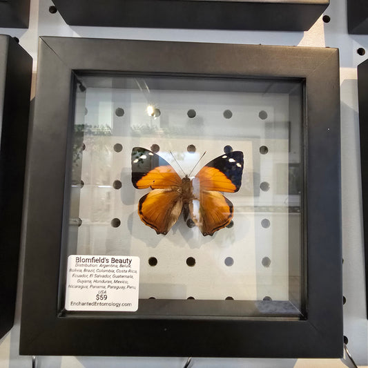 Blomfild's Beauty Butterfly Shadow Box Frame