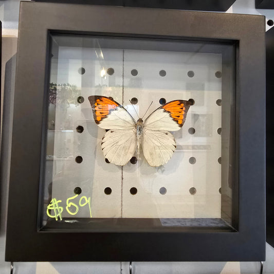 Great Orange Tip Butterfly Shadow Box Frame