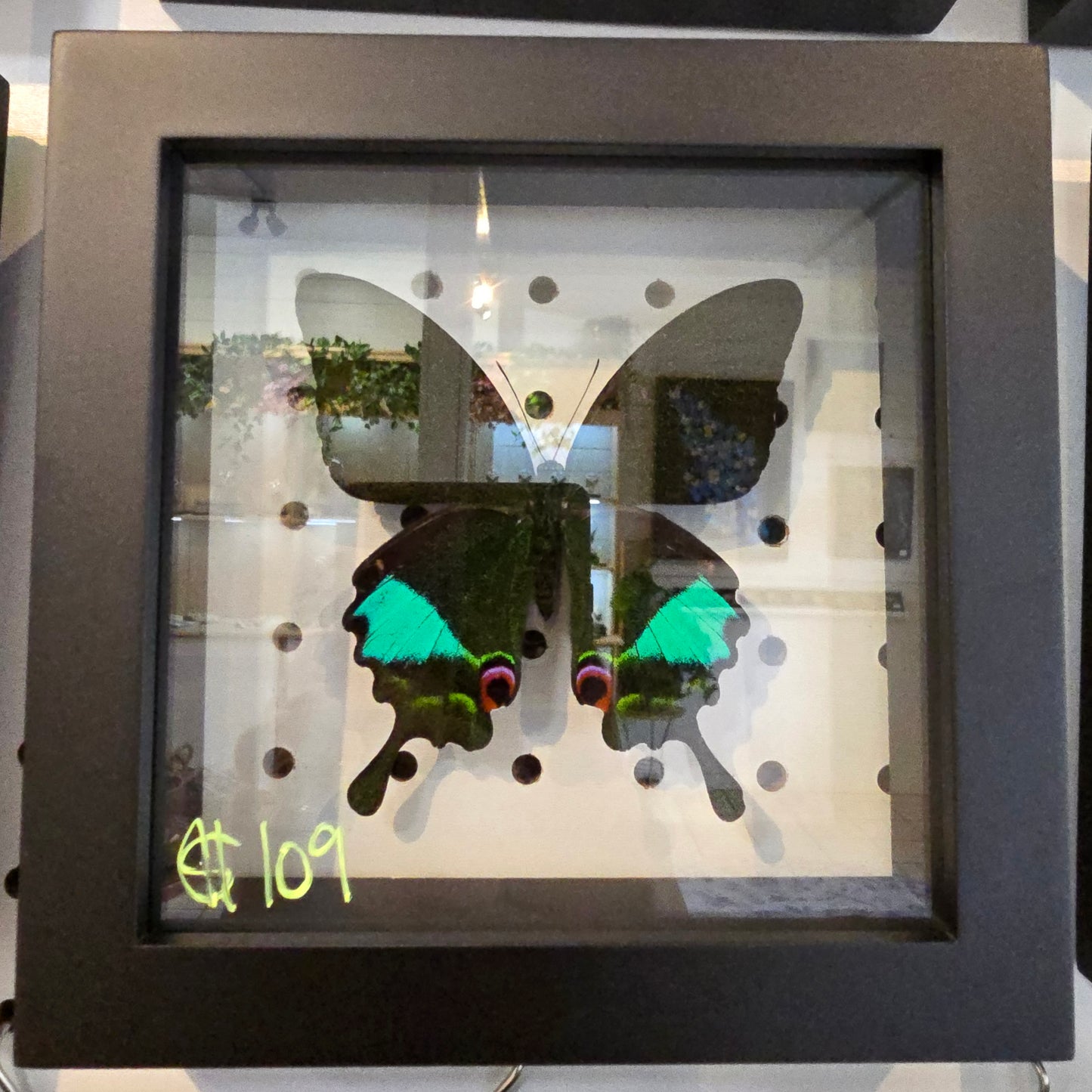 Jungle Jade Swallowtail Butterfly Shadow Box Frame
