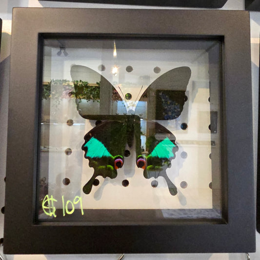Jungle Jade Swallowtail Butterfly Shadow Box Frame