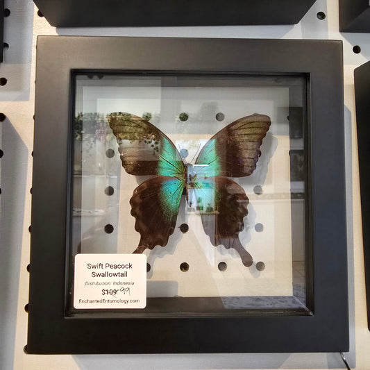 Swift Peacock Swallowtail Butterfly Shadow Box Frame