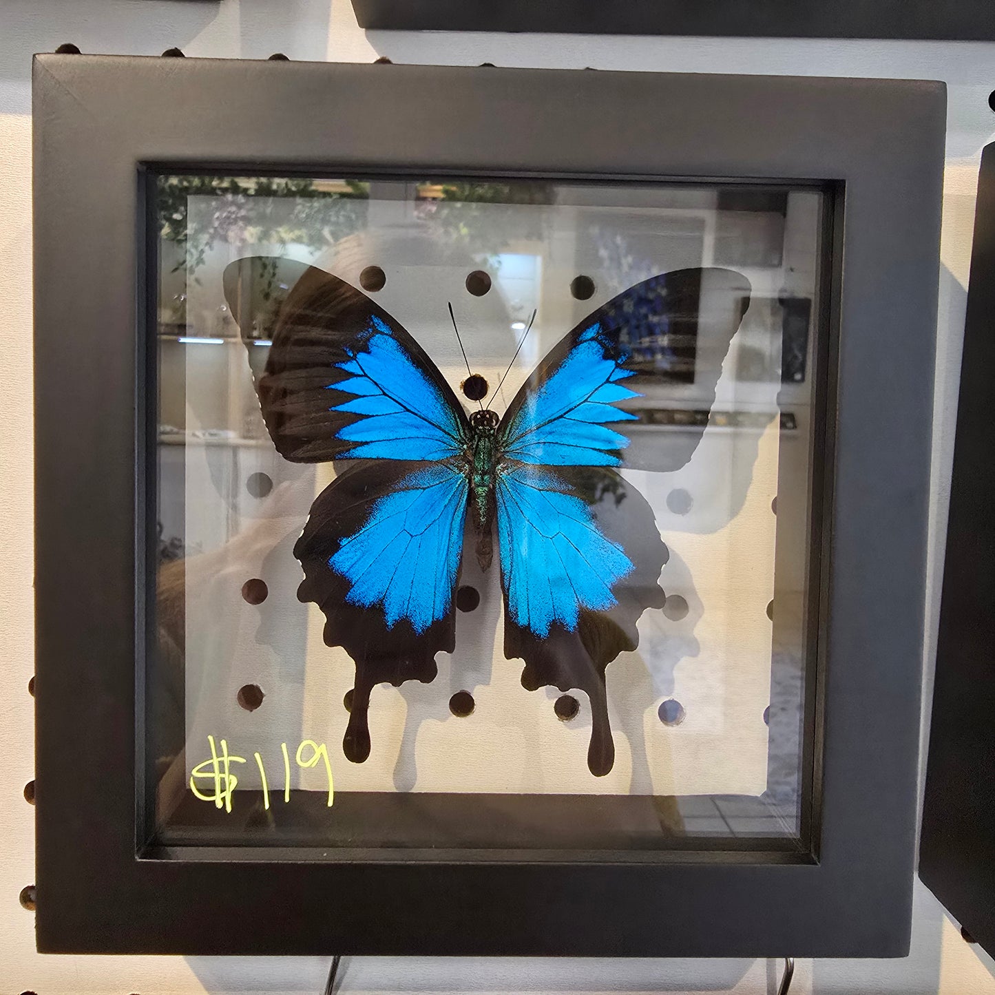 Ulysses Swallowtail Butterfly Shadow Box Frame