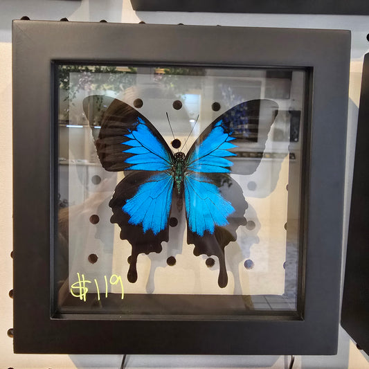 Ulysses Swallowtail Butterfly Shadow Box Frame