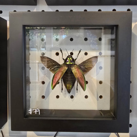 Giant Metallic Wood Boring Beetle Shadow Box Frame
