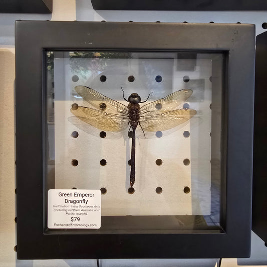Green Emperor Dragonfly Shadow Box Frame