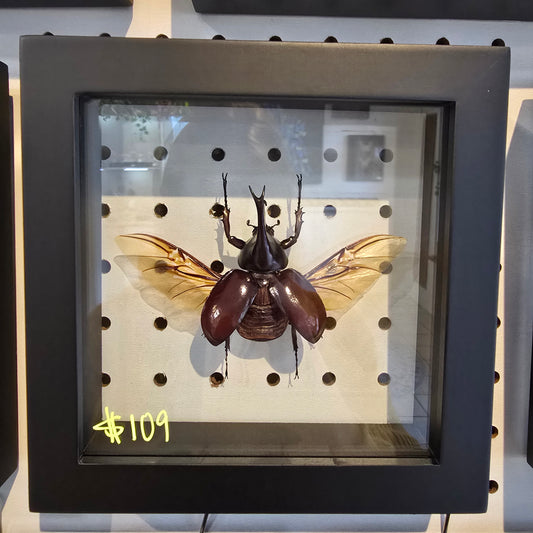 Rhinoceros Beetle Shadow Box Frame