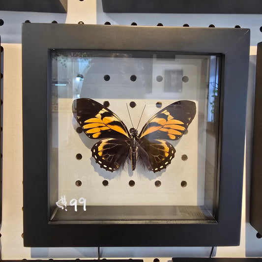 Tiger Butterfly Shadow Box Frame
