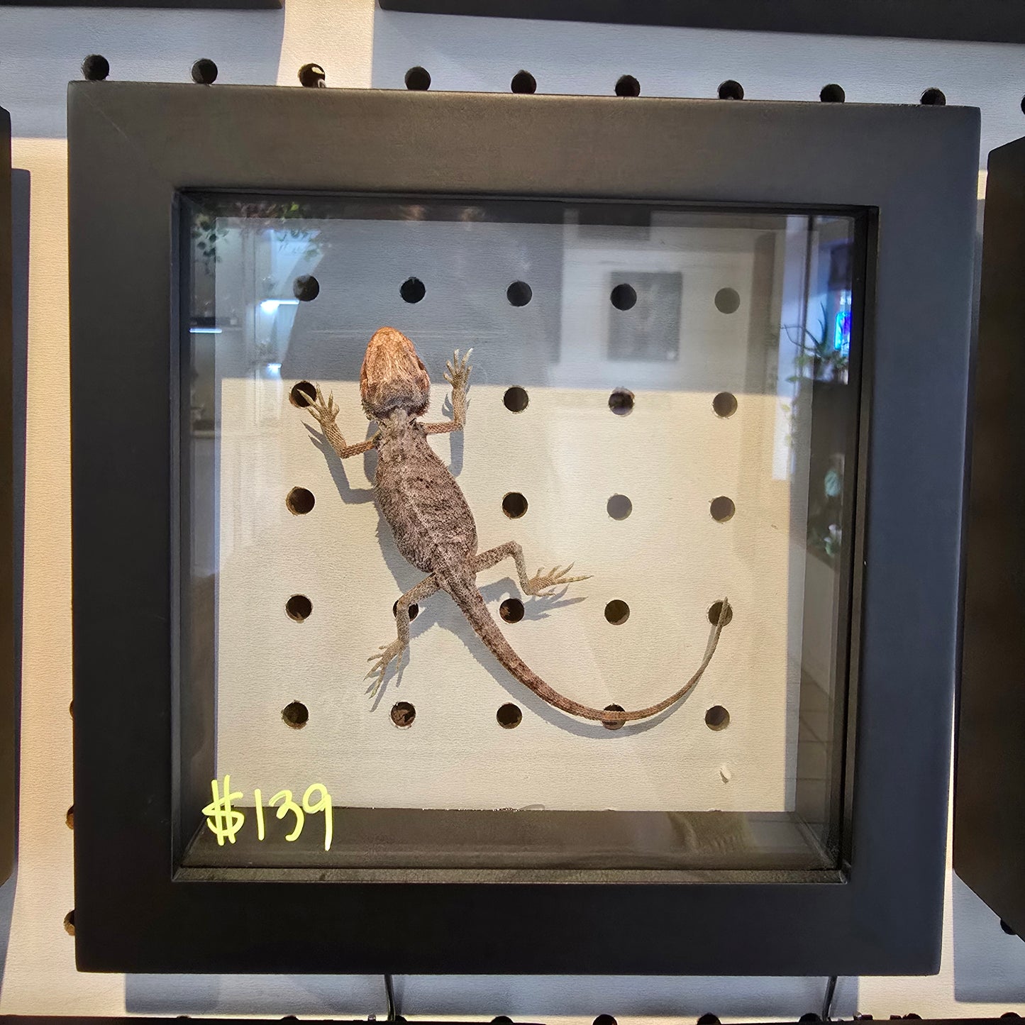 Central Bearded Dragon Shadow Box Frame
