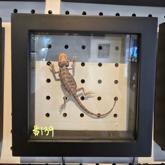 Central Bearded Dragon Shadow Box Frame