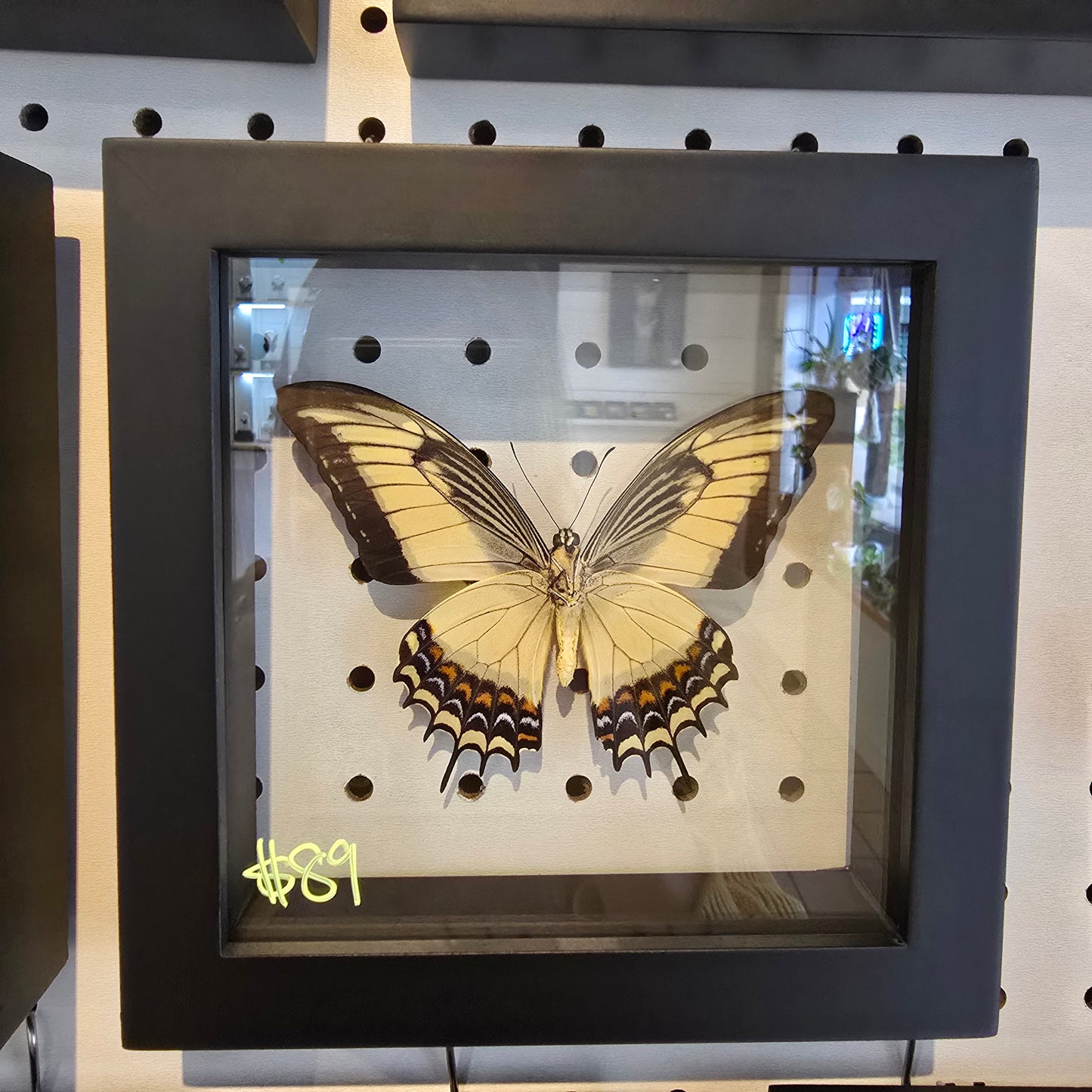 Queen Swallowtail Butterfly Shadow Box Frame