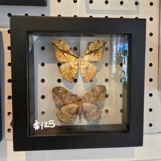 African Moths Shadow Box Frame