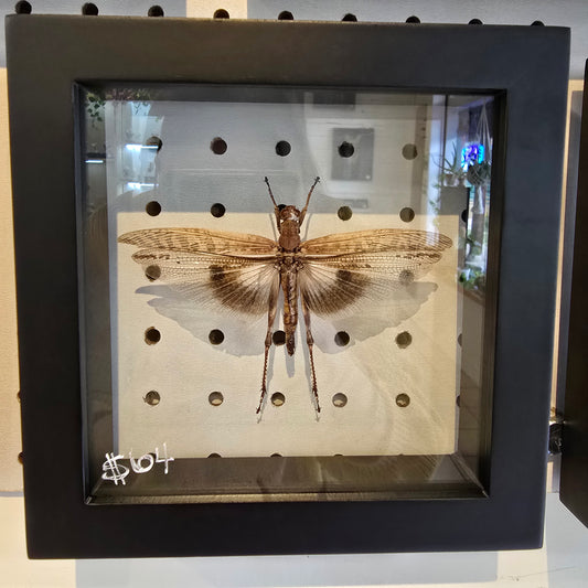 Locust Shadow Box Frame