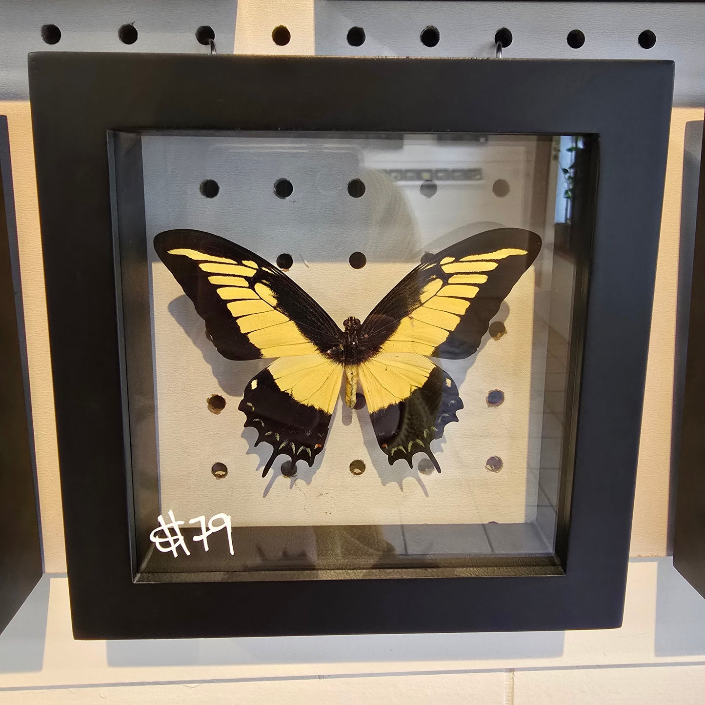 Androgeus Swallowtail Butterfly Shadow Box Frame