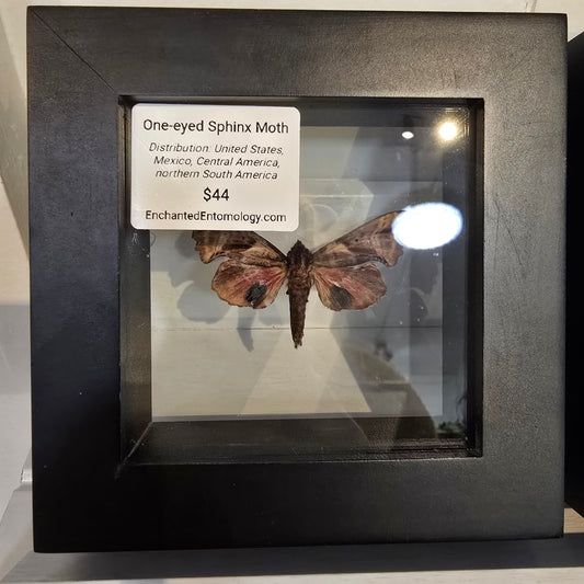 One-Eyed Sphinx Moth Shadow Box Frame