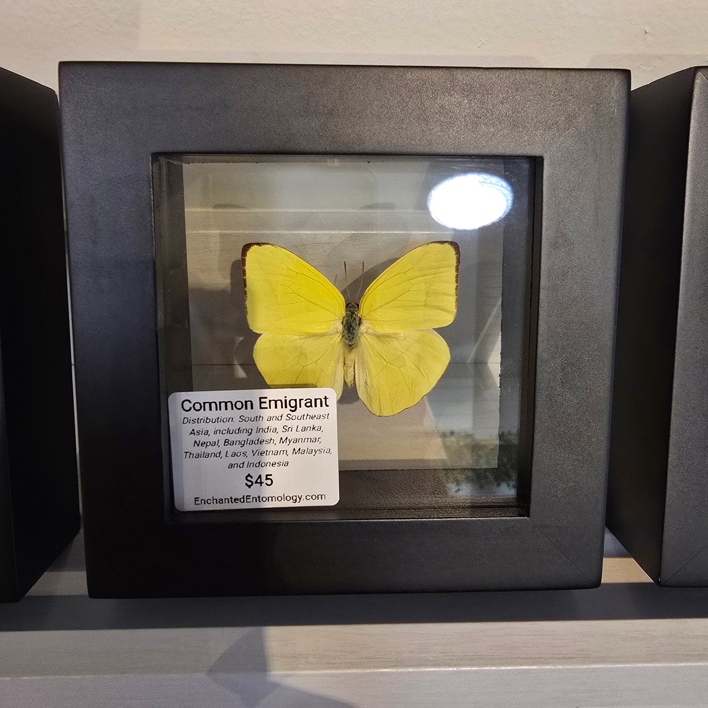 Straight-Line Sulphur Butterfly Shadow Box Frame