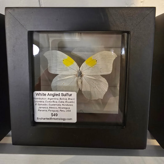White-Angled Sulfur Butterfly Shadow Box Frame