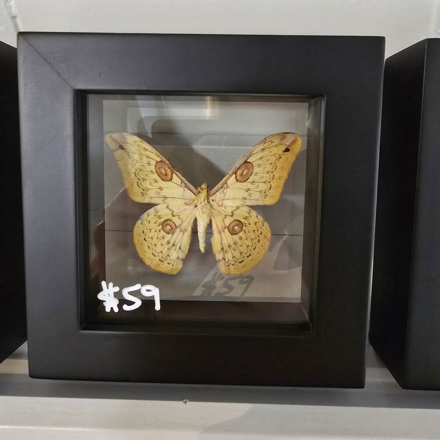 Golden Emperor Moth Shadow Box Frame