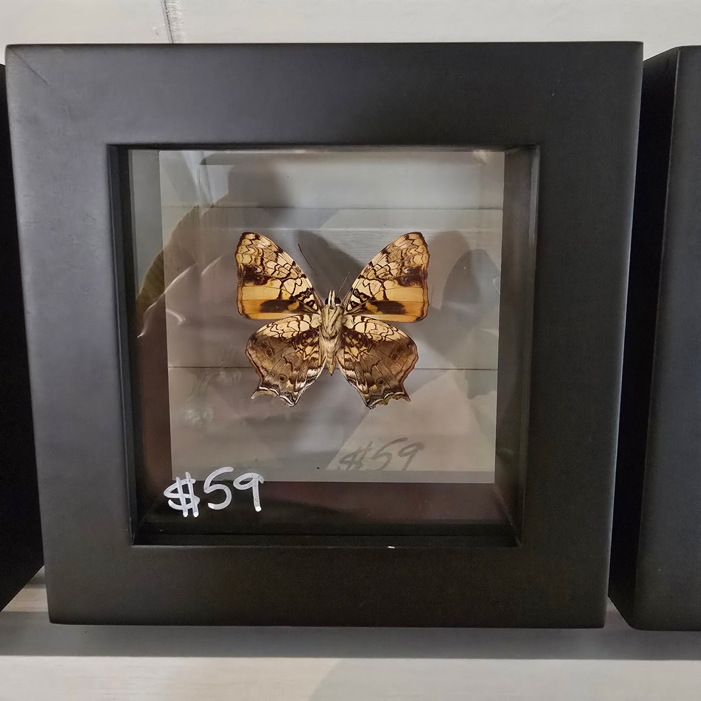 Orange Mapwing Butterfly Shadow Box Frame