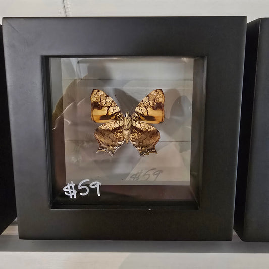 Orange Mapwing Butterfly Shadow Box Frame